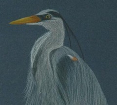 Beautiful Original Oil Crayon on Paper of A Blue Heron – Monogrammed M S