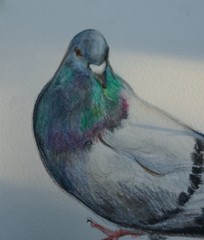 Adoptable Pigeon – Bennett – #5 – OOAK Watercolor Painting – 4×6”, Incl Frame
