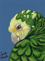 ACEO ATC Original Yellow Head Amazon Parrot Bird Wildlife Art -Carla Smale