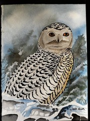 Jerry Wilda Nampa Idaho Fish and Game Illustrator Watercolor Painting SNOWY OWL