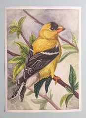 American Goldfinch art Original Watercolor Bird on a Branch Small Painting 5x7in