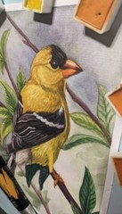 American Goldfinch art Original Watercolor Bird on a Branch Small Painting 5x7in