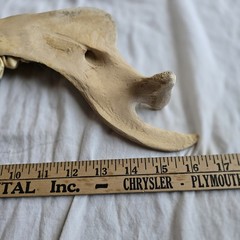 Hand Painted Horse Jawbone Art – Common Loons on Lake Scene Signed Cordova 5/13