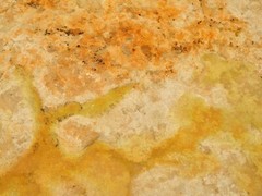 Lichens on Rock 4 – Digital Inkjet Photo Print – 9″ x 12″ with border