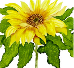 PAINTING WATERCOLOR 11X14 & BLACK MAT 16X20 FLOWER SUNFLOWER YELLOW GREEN BROWN