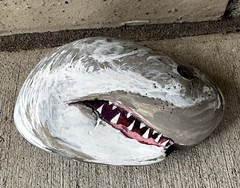 Shark W/natural Mouth Indentation Painted on a Rock! Approx 5 1/2“ X 4“ X 2“￼