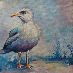 Original oil painting 6 in x 6in of a seagull, on 1 1/2 in gallery canvas