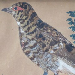 German Watercolor Bird Feather Painting „Die Birkhenne“ Framed Antique