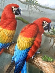 James Hardy (attrib) original oil painting of parrots