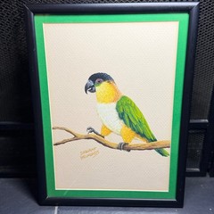 Deborah Helmonds Original Parrot Painting Framed Black-Headed Caique Bird Art