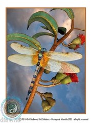 © ART – Dragonfly insect Bug Wings Gum Tree Nature Original Artist Print by Di