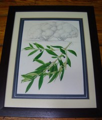 G Gillian Condy Botanical Watercolor African painting Artwork African Olive tree