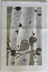 famous art Owl painting, signed and numbered