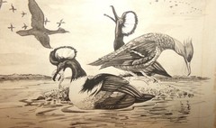 ORIGNAL VINTAGE SIGNED BARBARA BACKSTROM HOODED MERGANSER DUCKS ARTWORK PAINTING