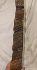 Pelican Painting On Slice Of Wood With Bark and Acrylic Covered.