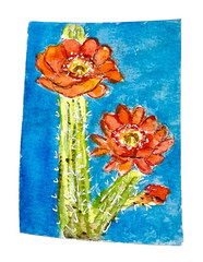 ACEO Original cactus cacti blooming red pink blue ATC OOAK Cherie Donnell