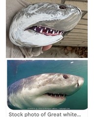 Shark W/natural Mouth Indentation Painted on a Rock! Approx 5 1/2“ X 4“ X 2“￼