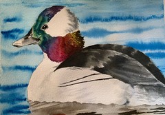 Original watercolor painting Bufflehead Duck bird artwork Made to order duck art