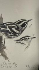 Tony Anthony Henneberg Fishers Island Warblers Watercolor Bird Art