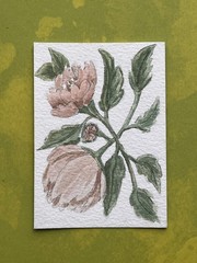 ACEO 2.5×3.5″ Original Botanical „Dusty Pink Peony“ Watercolor 2026 K Fowler Art