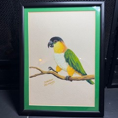 Deborah Helmonds Original Parrot Painting Framed Black-Headed Caique Bird Art
