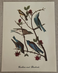 18 Best Loved Bird Paintings Prints By Audubon In Original Envelope – Missing 1
