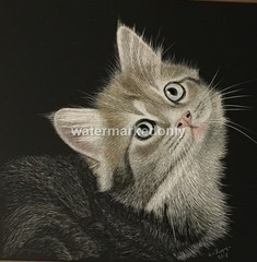 Ampersand Pro Board Original 8″x8″x1/4″ Kitten Looking Up Signed