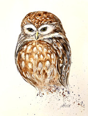 Owl Bird Watercolor Original Painting