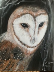 Original acrylic painting barn owl on canvas 16x20x0.5 in, wall art