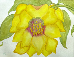 Painting Watercolor Flower Hellebore Yellow Maroon 11×14 Mat 16×20 Original Art