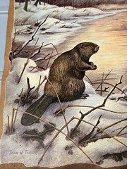 12×9.5 Beaver In Snow Landscape John Taylor On Wood