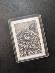 Custom Chrysanthemum Study Drawing ACEO ATC Hand Drawn Graphite Art OOAK