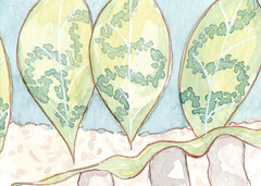 ACEO Watercolor Art Card A Bug’s Life – Show Leaves 2.5×3.5