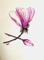 Magnolia Tree Flower Watercolor Original Painting Botanical Art