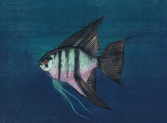Handmade Painting Of Angel-fish Of Curacoo on Silk Cloth 9×7 Inches