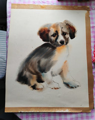 Original Watercolor Border Collie Dog Unframed 19″ x 15 1/2″