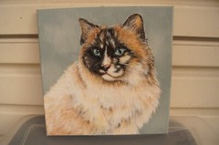 Ragdoll Cat Blue Eyed Long Haired Pet Portrait Original Painting Signed 14″x14″