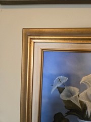 vintage framed artwork depicts white calla lilies in vases