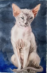 Original watercolor painting Cute Sphynx Cat kitten wall art 11×7.5 pet artwork