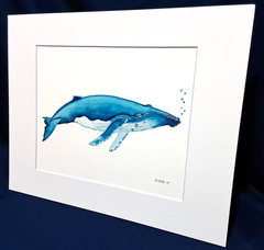 Humpback Whale Original watercolor 8″x10″ in 11×14″ acid free Matt
