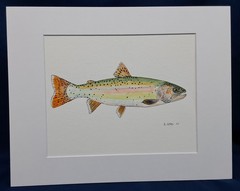 Lahontan Cutthroat Trout Original watercolor 8″x10″ in 11″x14″ acid free matt