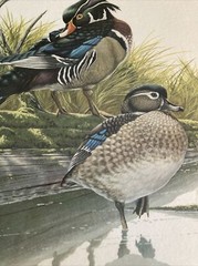 Signed By Richard Sloan Wood Duck (Aix Sponsa) Multicolored Lithograph Sz 15X12