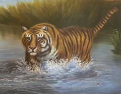 MAJESTIC BENGAL TIGER IN WATER PAINTING ART ON CANVAS BY M. AARON. 36″ X 24″