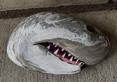 Shark W/natural Mouth Indentation Painted on a Rock! Approx 5 1/2“ X 4“ X 2“￼