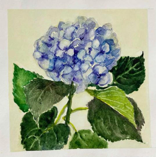 Original watercolor painting Blue hydrangea Floral Botanical wall art 7 x 7