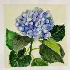Original watercolor painting Blue hydrangea Floral Botanical wall art 7 x 7