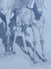 HORSE FAMILY DRAWING HORSES REALISTIC REALISM SHERI GREVES LISTED VINTAGE FAMOUS