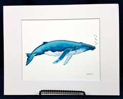 Humpback Whale Original watercolor 8″x10″ in 11×14″ acid free Matt