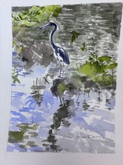 Gr Blue Heron/ Delray Bch, FL / 9″ x 12″ / orig. w/c / Mimi Davis, Artist