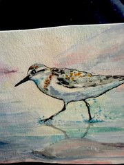 ACEO “Walking On Water” Sandpiper Multi-Media By Sheila Lofgreen